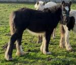 Princess Lousia, Filly Foal