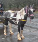12.2hh Driving Gelding