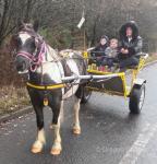 12.2hh Driving Gelding