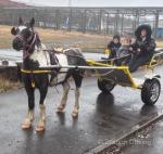 12.2hh Driving Gelding