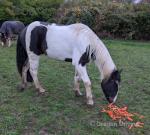 Ivy House Santos, Gelding 