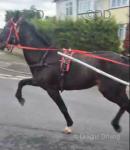 15.2hh Ride and Drive Gelding 