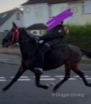 15.2hh Ride and Drive Gelding 