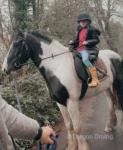 14.2hh Ride and Drive Gelding