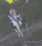 14.2hh Ride and Drive Gelding