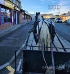 14.2hh Ride and Drive Gelding