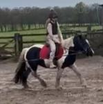 12.2hh Riding Gelding 