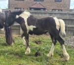 Friesian x Filly Foal