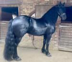 Friesian x Filly Foal