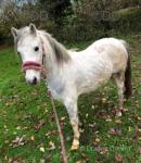 Hope Unudd, 3 Year Old Welsh Section A Gelding