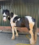 Thunder, 13.3hh Driving Gelding