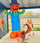 Bubbles, Ride and Drive Shetland Mare