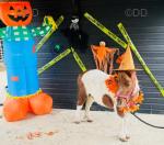 Bubbles, Ride and Drive Shetland Mare