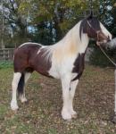 14.3hh WPB Riding Mare