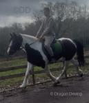 14.3hh WPB Riding Mare