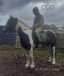 14.3hh WPB Riding Mare