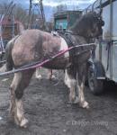 Ride and Drive Filly