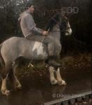 Ride and Drive Filly