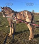 Ride and Drive Filly