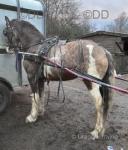 Ride and Drive Filly