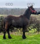 Lunesdale Gunner, Fell Colt Foal