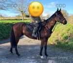 Thomas, Thoroughbred Riding Gelding