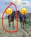 Thomas, Thoroughbred Riding Gelding