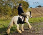14.3hh Riding Mare
