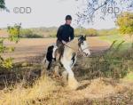 14.3hh Riding Mare
