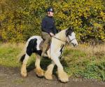 14.3hh Riding Mare