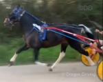 Jack, 15hh Ride & Drive Stallion