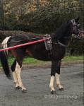 Jack, 15hh Ride & Drive Stallion