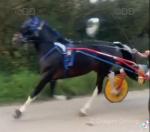 Jack, 15hh Ride & Drive Stallion