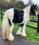 Dillis, 14hh Ride & Drive Mare