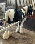 Dillis, 14hh Ride & Drive Mare