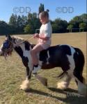 Tyson, 12hh Ride & Drive Gelding