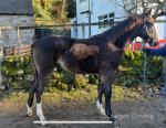 ISH Colt Foal 