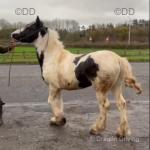 13.3hh Driving Stallion 