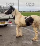 13.3hh Driving Stallion 