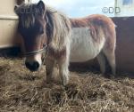 Hufflepuff, Shetland x Yearling Colt