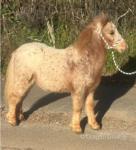 Halstock Lennie, Colt Foal 