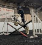 Apollo, 13.3hh Ride and Drive Gelding 