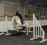 Apollo, 13.3hh Ride and Drive Gelding 