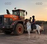 14.1hh Riding Gelding 