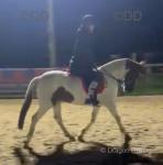14.1hh Riding Gelding 