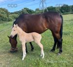 16hh Standardbred Mare