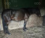 16hh Standardbred Mare