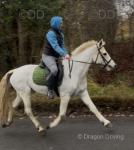 14.3hh Connemare Riding Mare