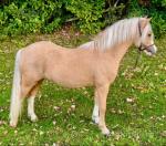 Welsh Section A Colt