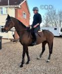 15.3hh Thoroughbred Broodmare in Foal